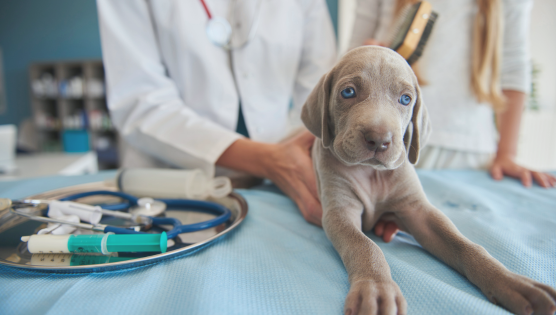 PEDIATRÍA Clínica Veterinaria Betulia